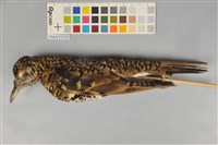 藏品(虎鶇)的圖片